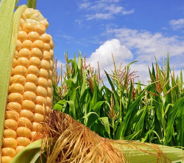 联华证券 粮油生产开局较好！国内粮食价格企稳回升，预计粮食意向种植面积17.9亿亩左右