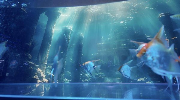 博牛配资 华中首个 AI 数字艺术特展现身武汉！开启赛博海洋的奇幻之旅