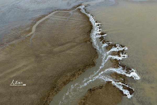 旗开网 江苏盐城：黄海湿地现“潮汐树”景观